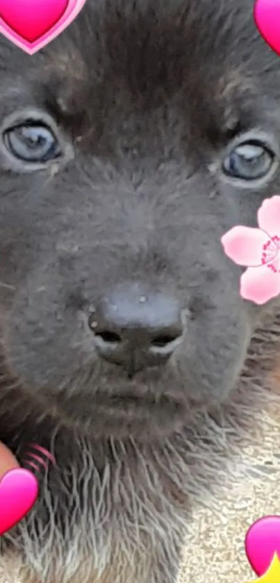 Adorable black puppy with heart emojis and pink flower.