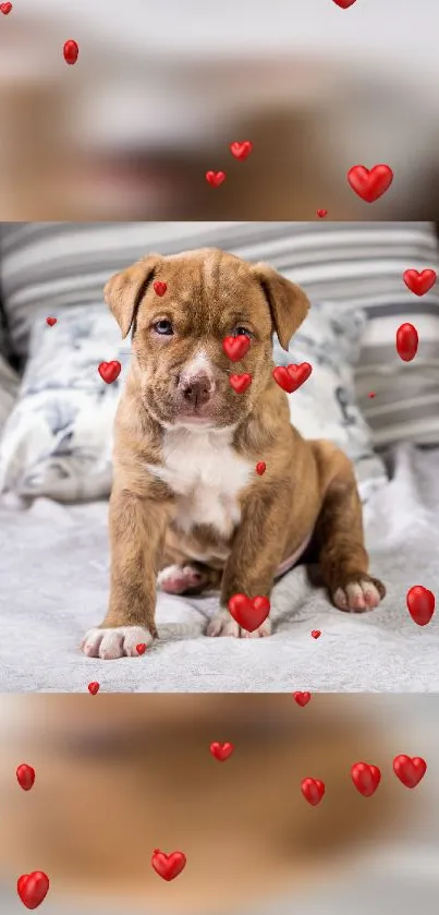 Cute puppy on fabric with red hearts.