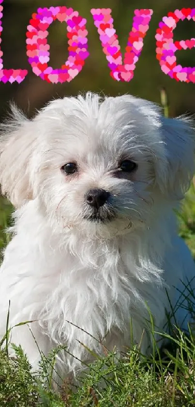 A cute white puppy sits on green grass with 'Love' text overhead.