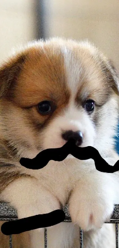 Corgi puppy with a cartoon mustache leaning on a fence.