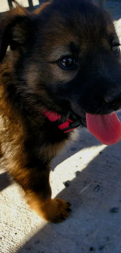 Cute puppy with pink collar standing outdoors.