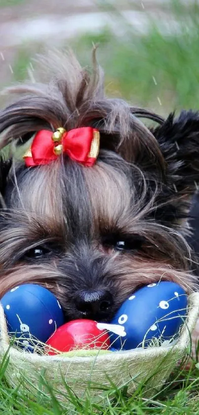 Cute puppy with red bow holding blue balls on grass.