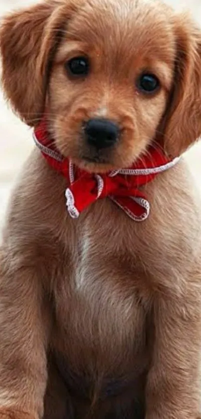 Adorable brown puppy with red bow sitting on a neutral background.