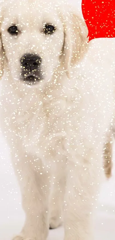 Fluffy white puppy with red heart background.