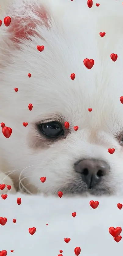 Fluffy white puppy with red hearts on a mobile wallpaper.