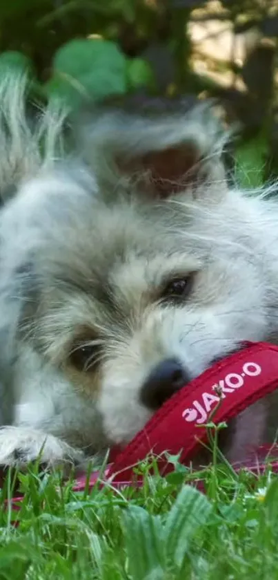 Adorable puppy playing with red toy in green grass.