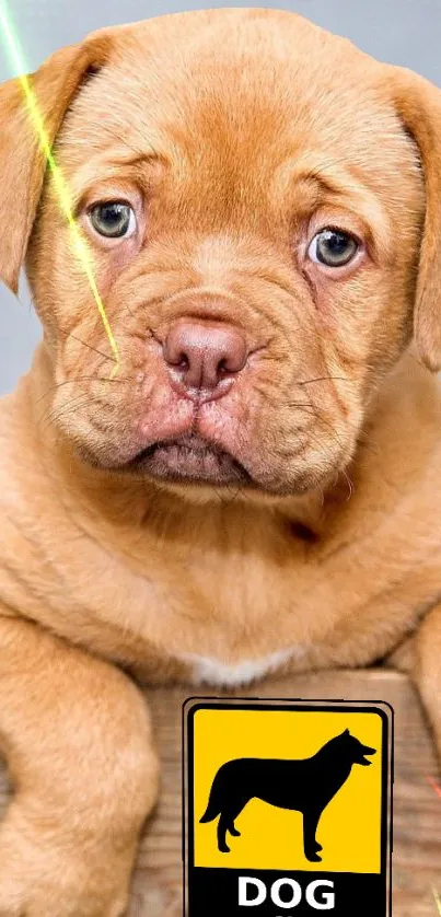 Adorable light brown puppy with a dog sign background.