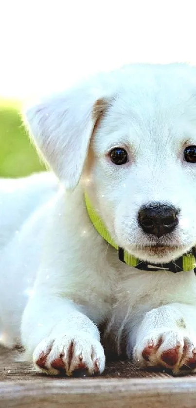 Adorable white puppy lying on a wooden deck in the sunshine.