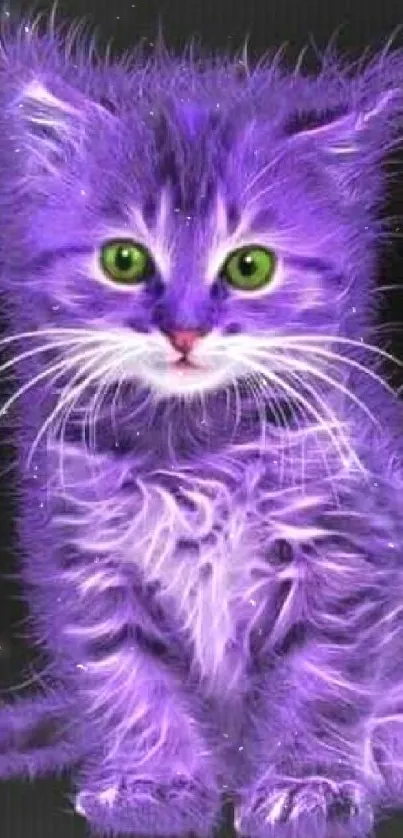 Purple kitten with green eyes on black background.