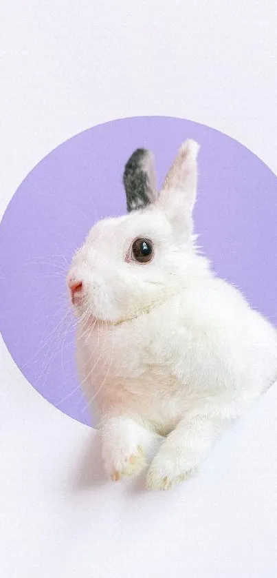 White rabbit with lavender background, minimalist design.