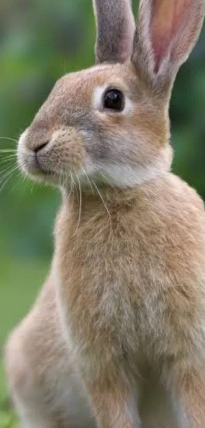 Cute rabbit sitting on green grass wallpaper.