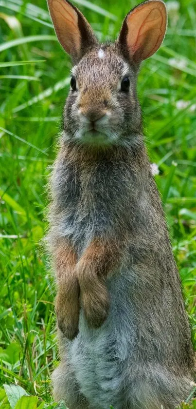 Adorable rabbit standing in green field.