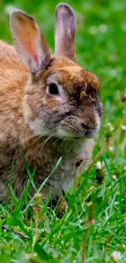 Cute brown rabbit in green grass field mobile wallpaper.