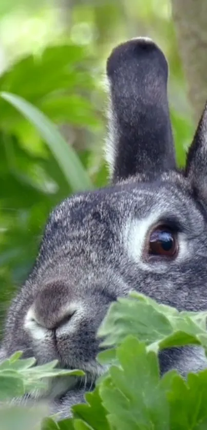 Adorable rabbit peeking through green leaves wallpaper.