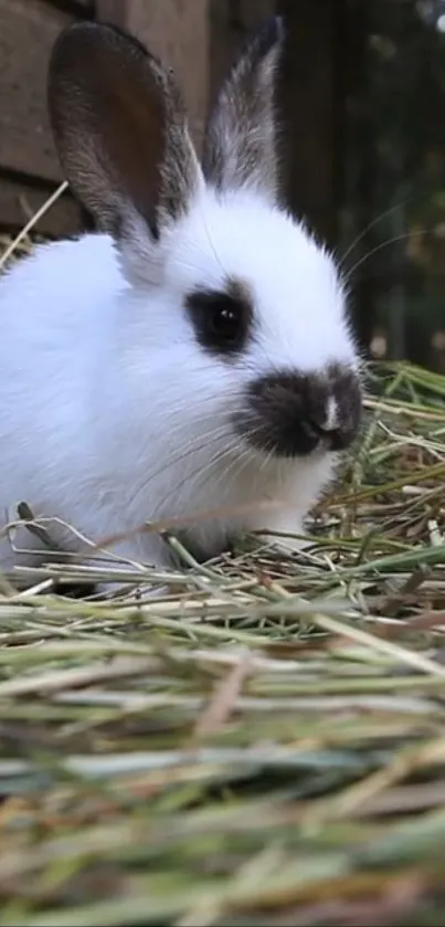 Adorable white bunny sitting on hay, close-up shot.