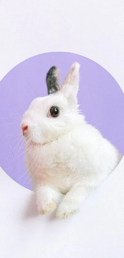 Adorable white rabbit in a lavender circle on phone wallpaper.