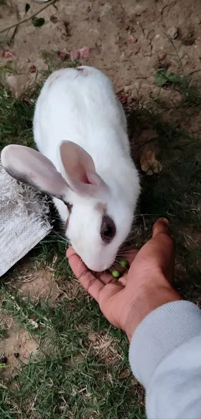 White rabbit eating in a garden setting with lush green grass.