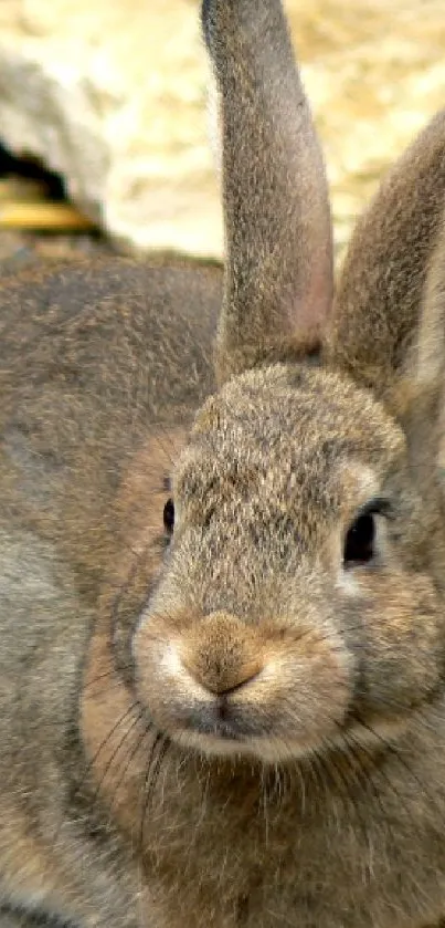 Cute brown rabbit in natural setting, perfect for mobile wallpaper.