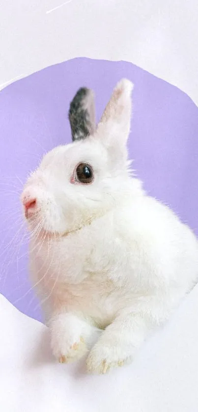 Cute white rabbit with purple background wallpaper.