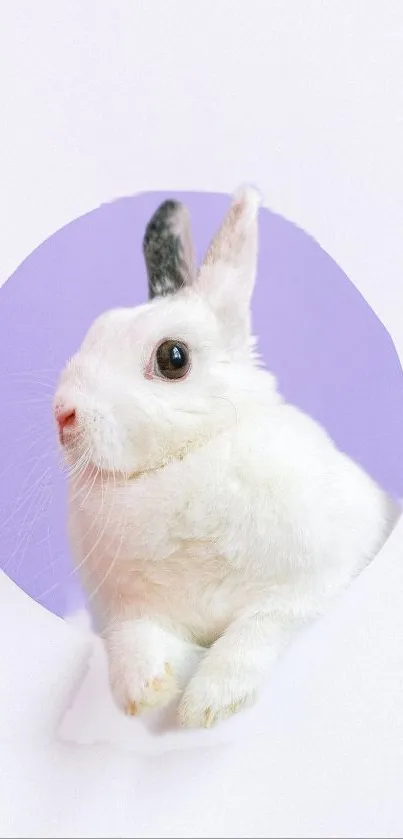 Cute white rabbit with purple background in wallpaper.