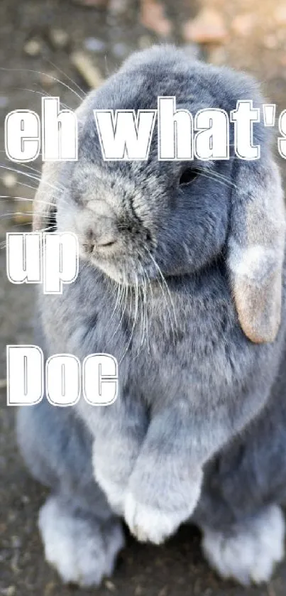 Cute gray rabbit with playful text 'eh what's up Doc' on wallpaper.