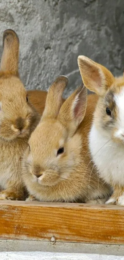 Adorable rabbits on a mobile wallpaper.