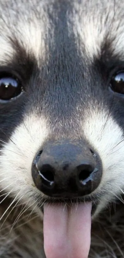 Close-up of a cute raccoon sticking out its tongue.