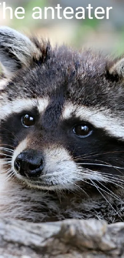 Cute raccoon with bright eyes resting on a branch in natural setting.