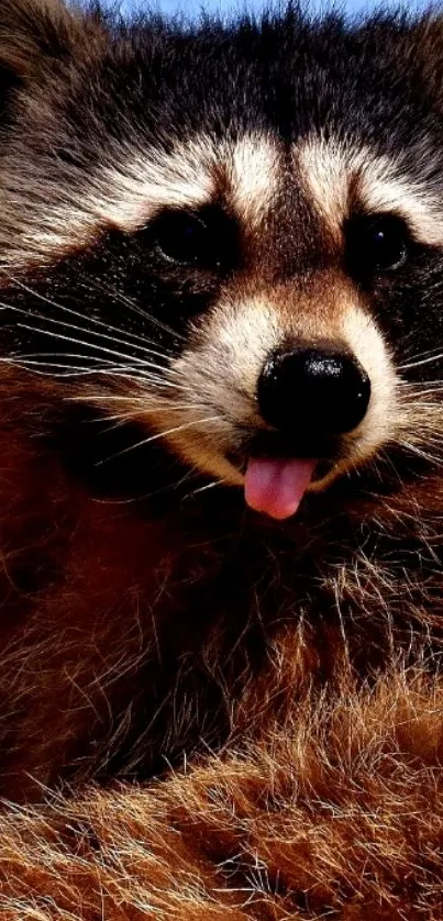 Close-up of an adorable raccoon on a mobile wallpaper background.