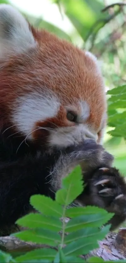 Cute red panda nestled among green leaves, perfect for nature lovers.