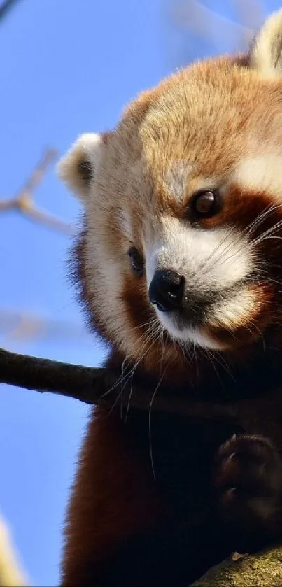 Adorable red panda resting on a tree branch against a blue sky.