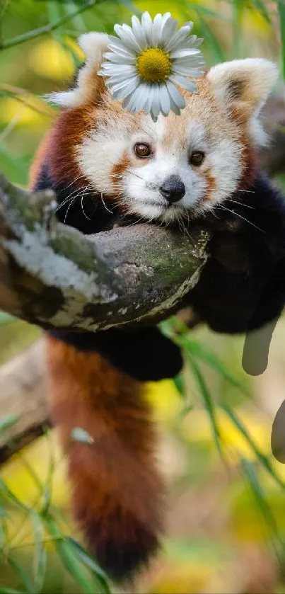 Cute red panda with daisy resting on a tree.