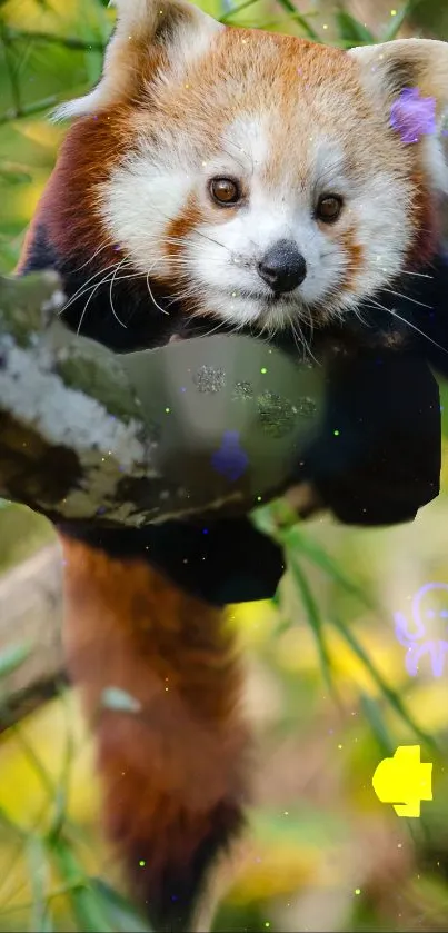 Adorable red panda lounging on a tree branch surrounded by leafy greenery.