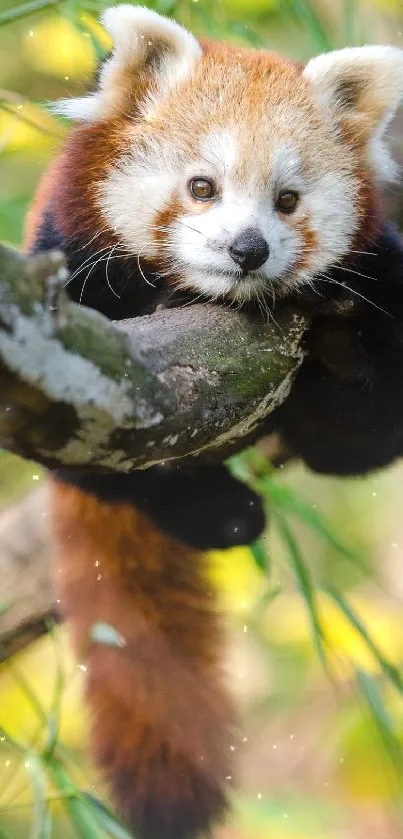 Cute red panda resting on a tree branch.