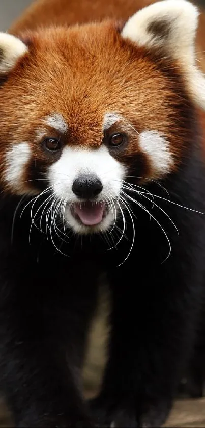 Cute red panda walking forward with eyes wide open.