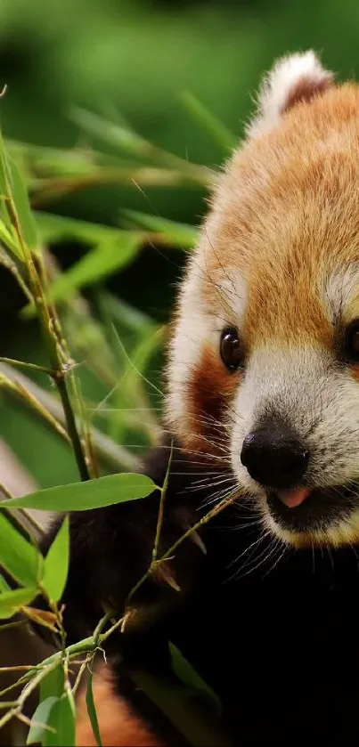 Red panda eating bamboo with a green background.