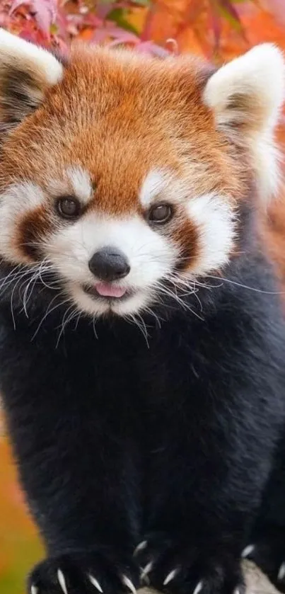 Cute red panda with autumn foliage background.