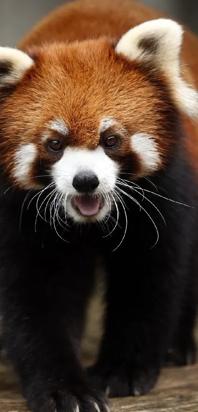 Adorable red panda on wooden plank.