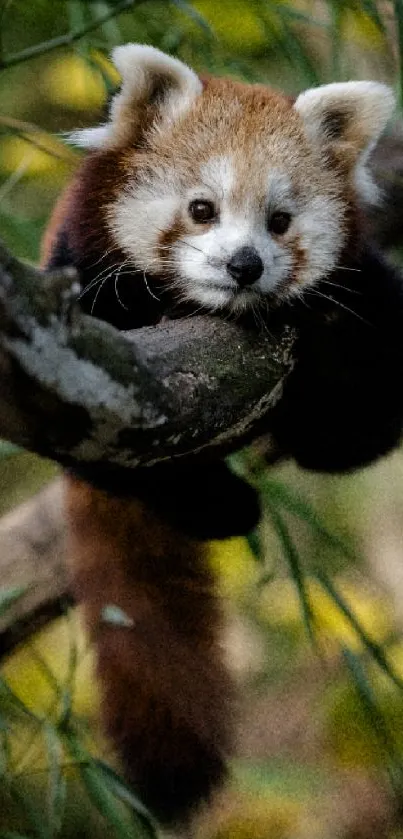 Adorable red panda resting on a tree branch in a lush forest setting.