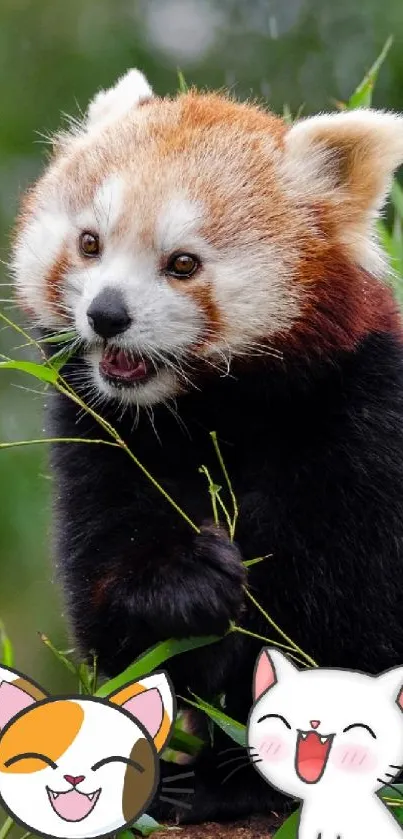 Adorable red panda on tree with cat stickers, green background.