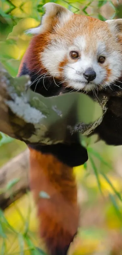 Adorable red panda resting on a tree in a vibrant forest.