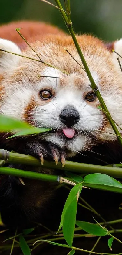 Adorable red panda among green bamboo.