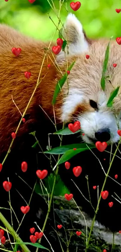 Cute red panda surrounded by hearts in a lush green setting.