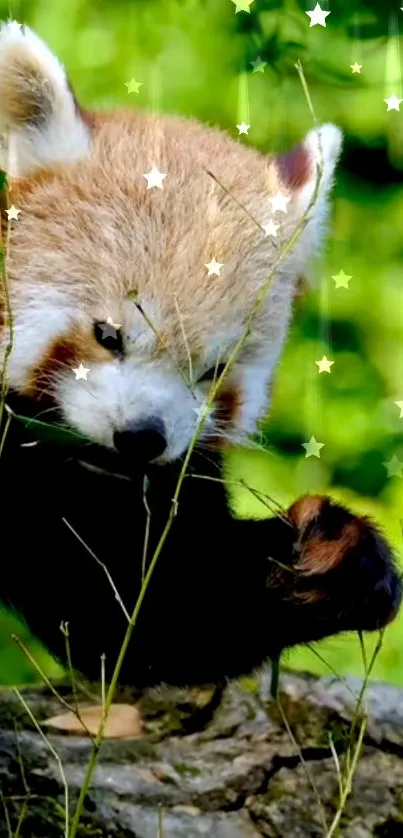 Adorable red panda amongst green foliage with star effects.