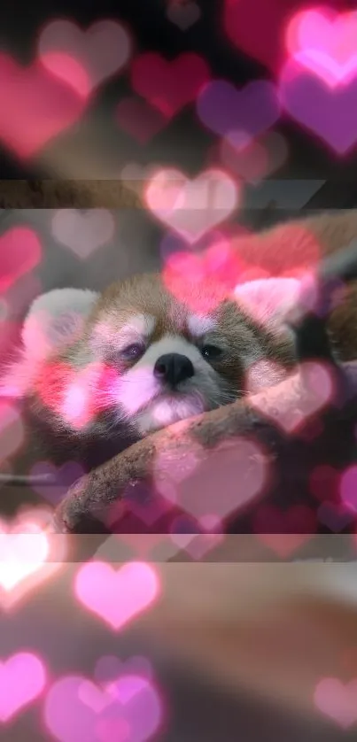 Adorable red panda amongst glowing pink heart lights on a mobile wallpaper.