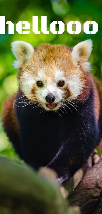 Red panda on tree branch in green forest background.