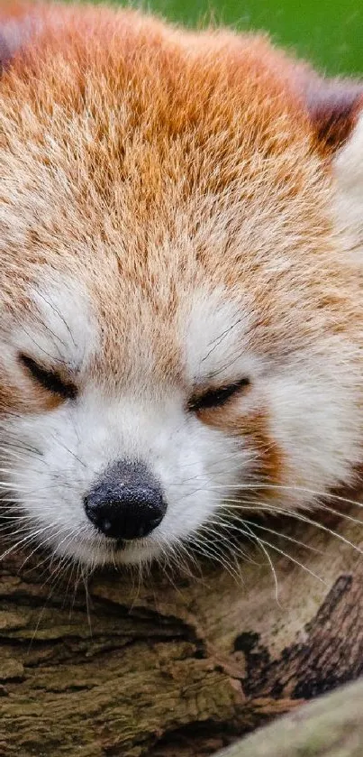 Adorable red panda sleeping on a log.