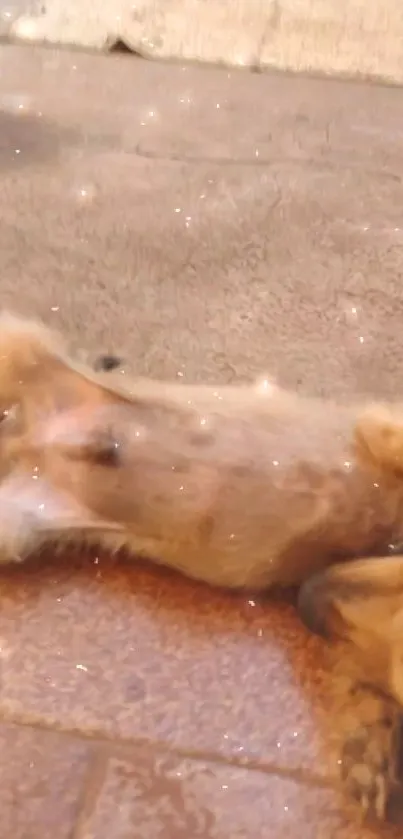 Cute dog lying on its back, surrounded by sparkles, on a cozy surface.