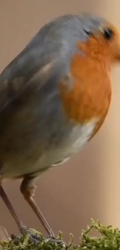 Bright robin perched on green moss, capturing nature's vivid colors.