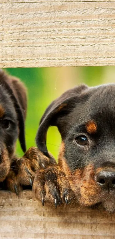 Two Rottweiler puppies peeking through a wooden fence.